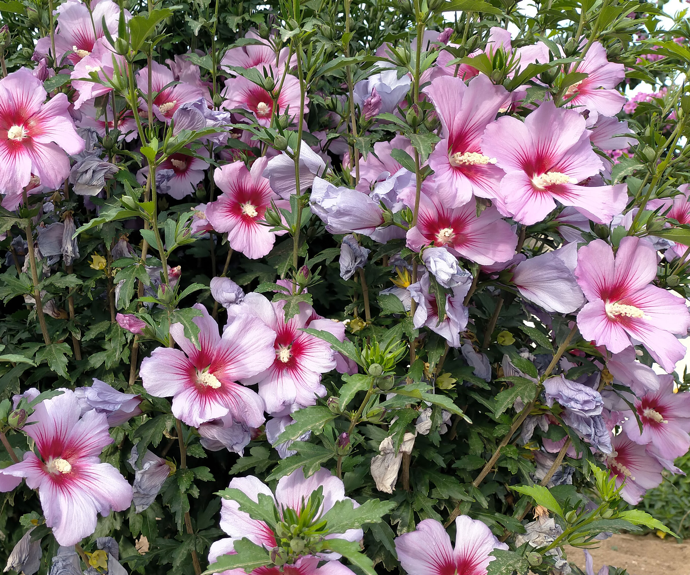 bushy rose of Sharon with lots of pink flowers