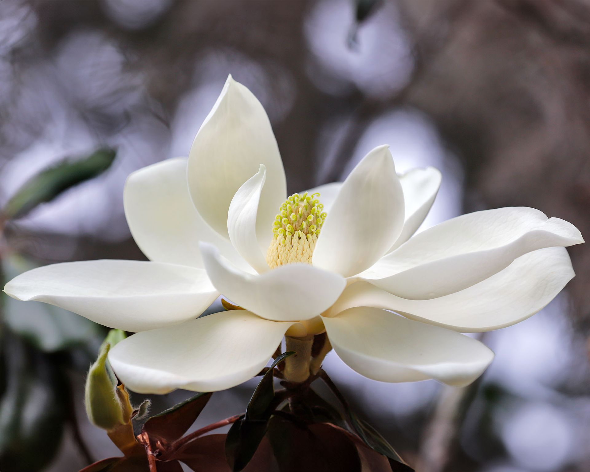 Up close white Southern magnolia flower – Magnolia grandiflora