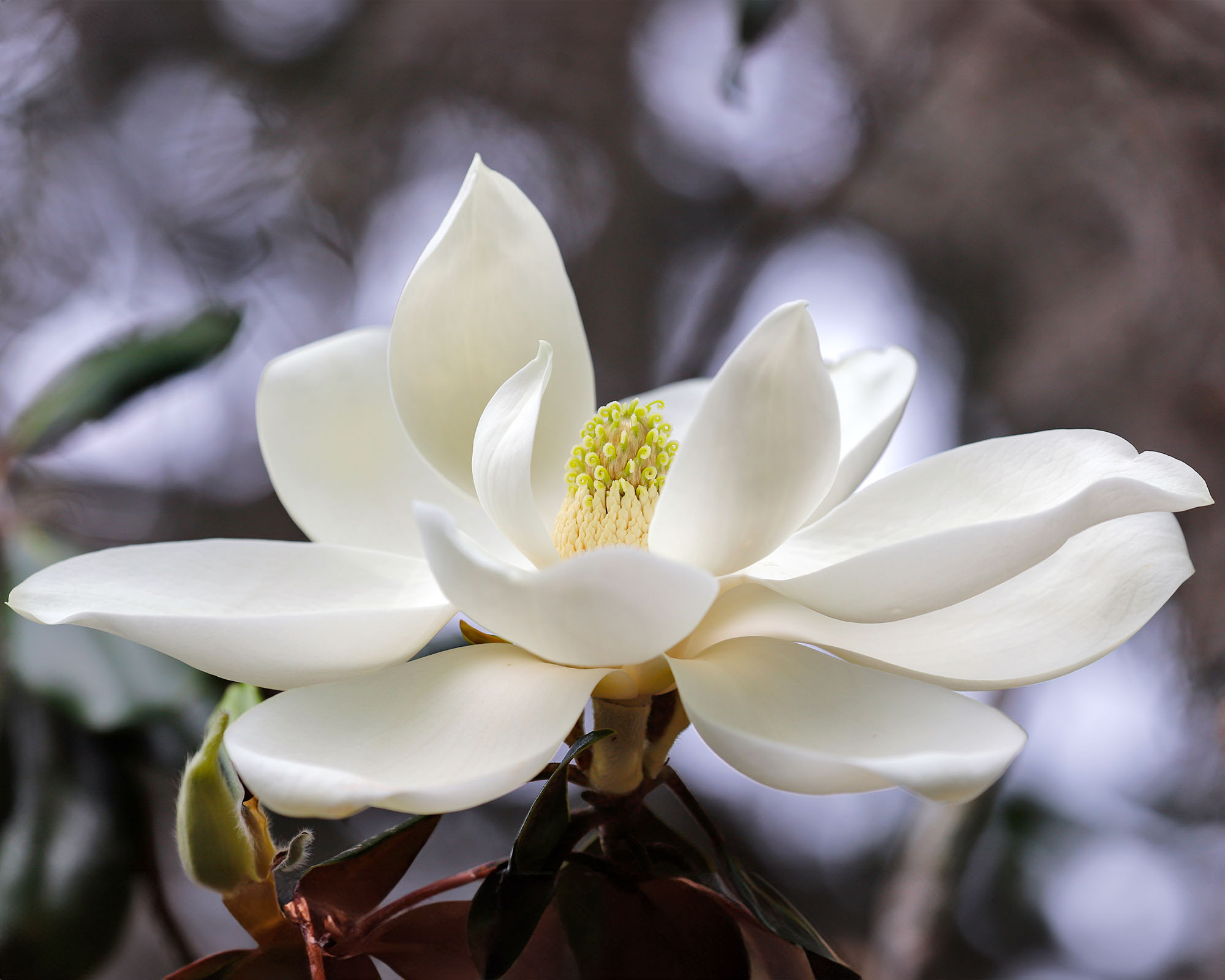 Up close white Southern magnolia flower &amp;ndash; Magnolia grandiflora