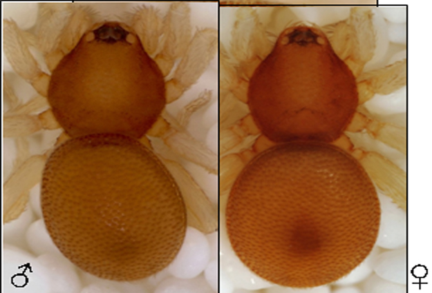 A male and a female member of the species Volboratella nasario.