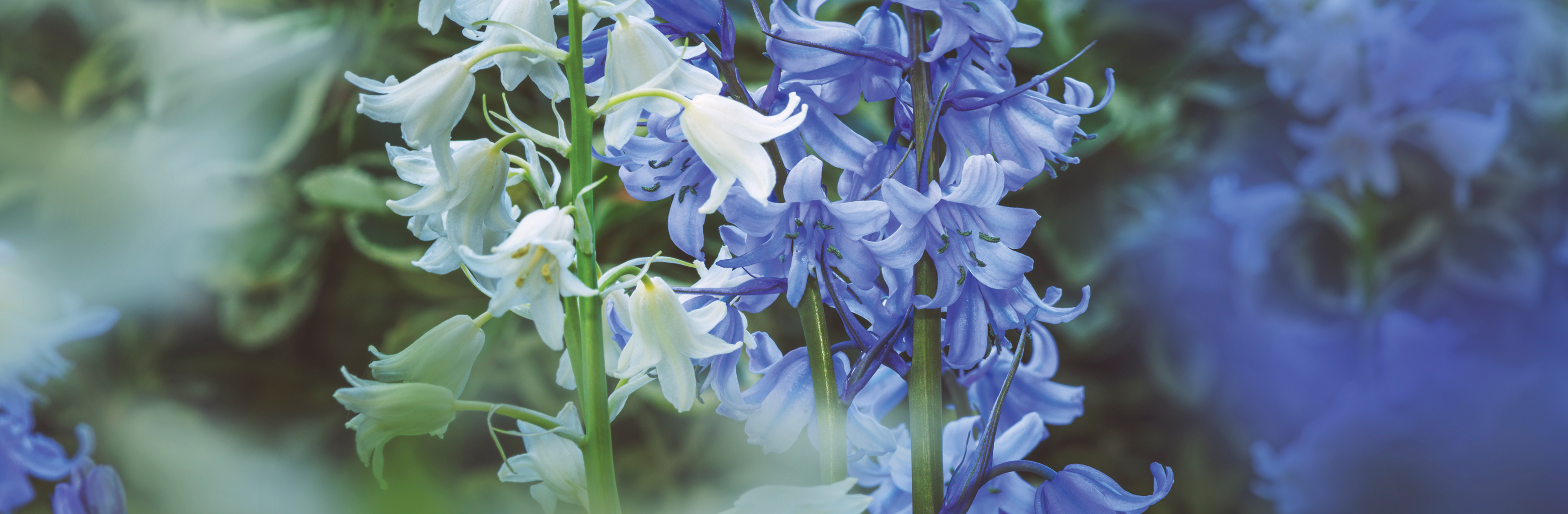 Close-up of delicate white and bluebell flowers with green stems against a blurred natural background