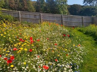 how to create an eco-friendly garden: Wild flower planting in a garden