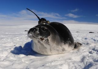 A Weddell seal with a conductivity-temperature-depth tag on its head.