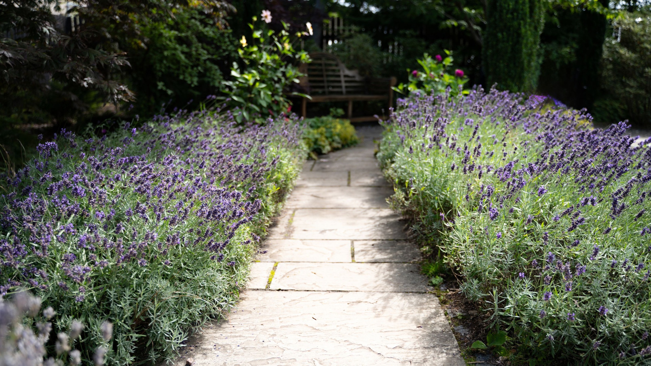 lavender in garden border
