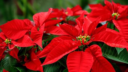 Colorful red bracts of a poinsettia up close
