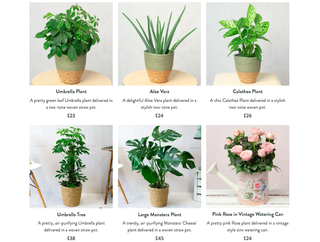 A screenshot of houseplants for sale on bunches.co.uk