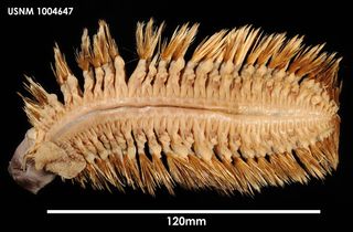 Bristle worm, Eulagisca gigantea.