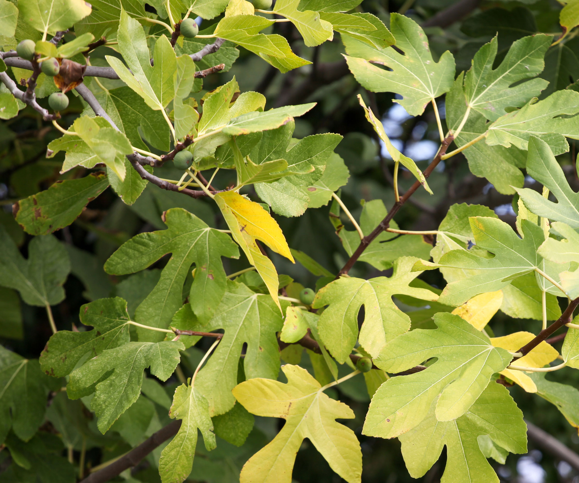 edible fig tree with yellow leaves