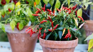 Chillies grown in a pot