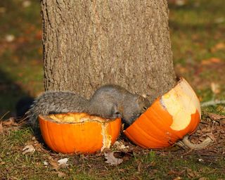 squirrel eating leftover pumpkin