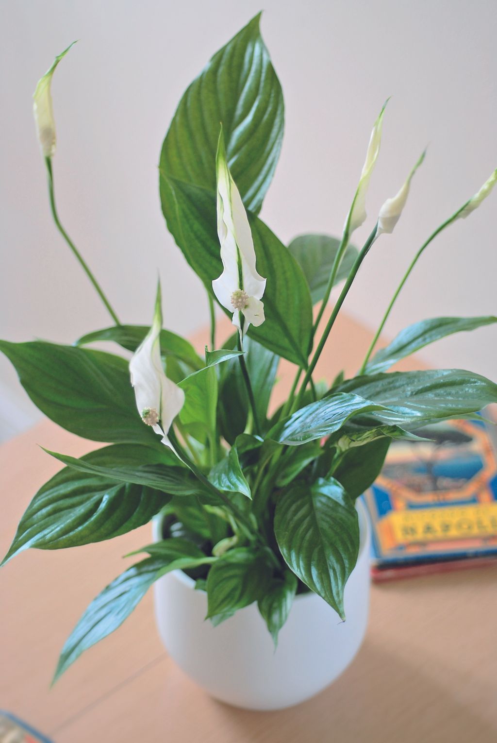 The best indoor plants take your pick from our favourites GardeningEtc