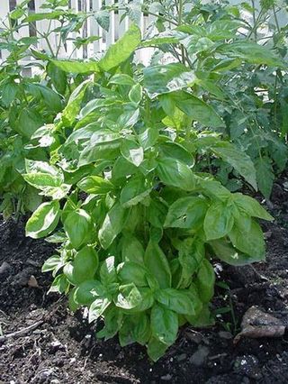 Leaf, Soil, Annual plant, Herb, Herbaceous plant, Subshrub,