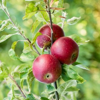 Closeup of three red apples growing on apple tree in garden