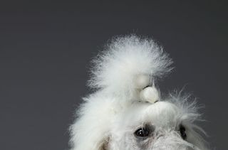 Dog funny hair