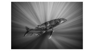 Photograph titled ‘Bond of the Deep’ by Renee Capozzola (US), winner of the General (black and white) category at the 13th season of HIPA, the Hamdan bin Mohammed bin Rashid Al Maktoum International Photography Award]