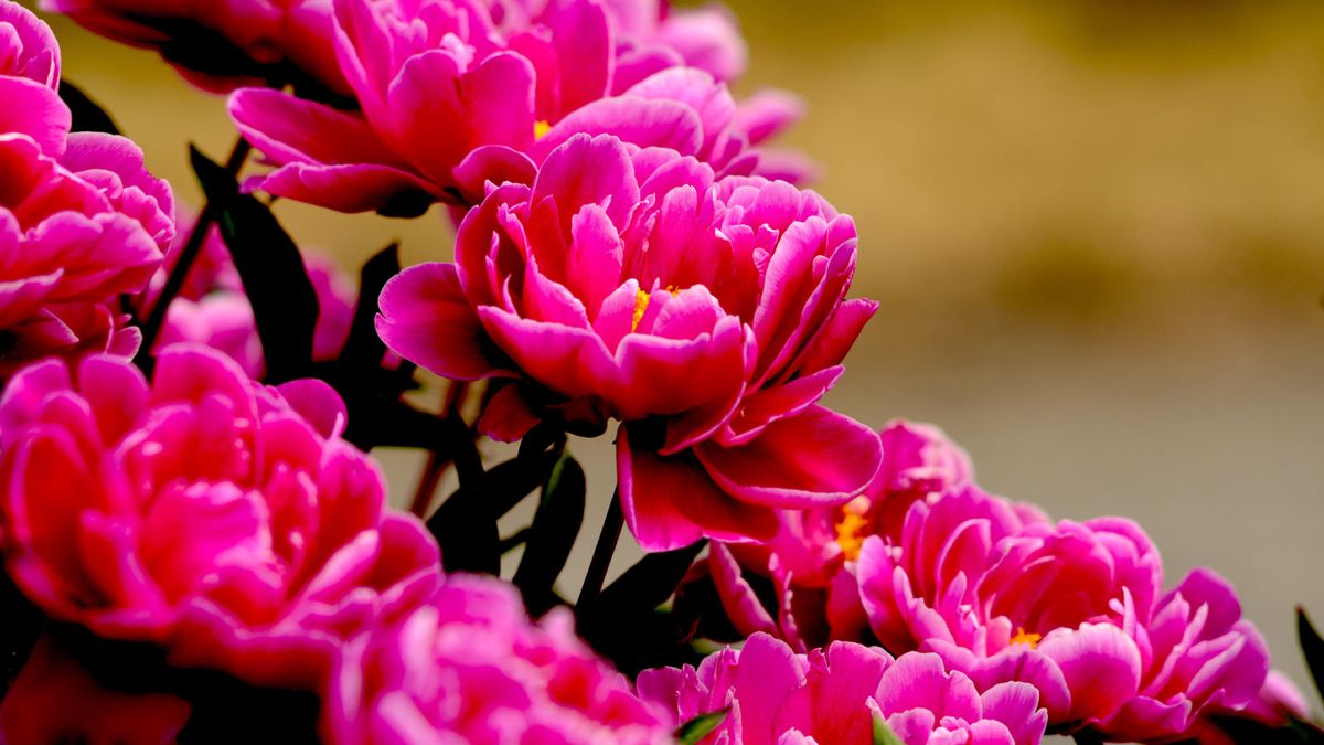 Grow 'Karl Rosenfield' Peony Plants For Lovely Border Blooms | Gardening  Know How