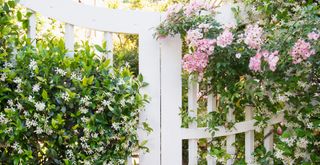 White garden gates with flowering jasmine trailing plant