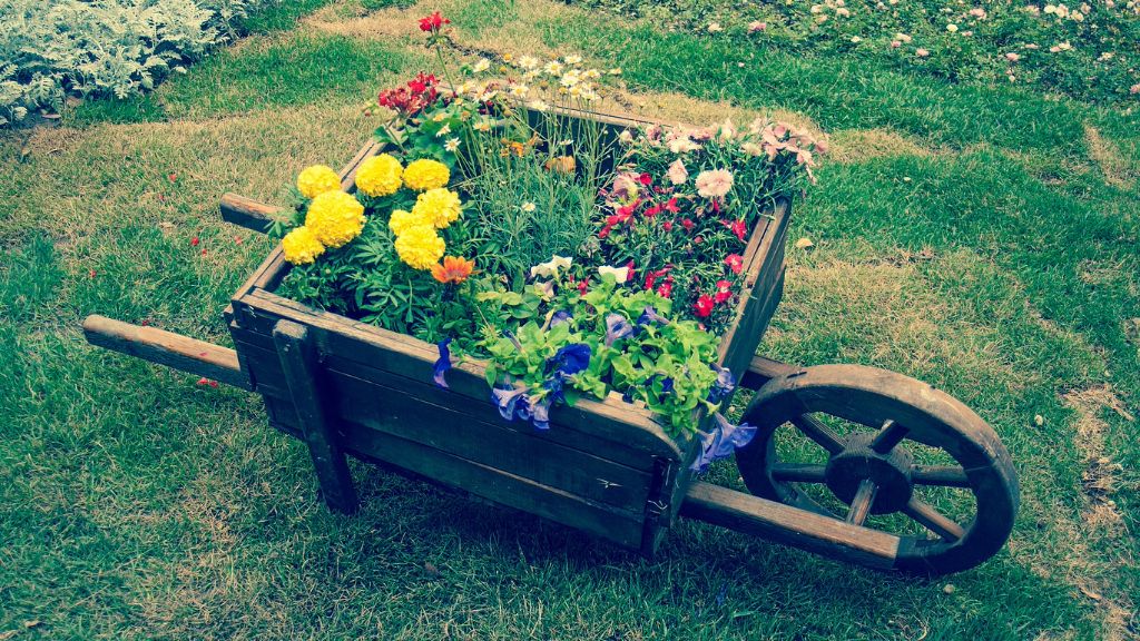 beautiful flowers planted in old wheelbarrow 