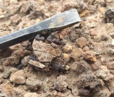 A jaw fragment and molars from an early horse ancestor (<em>Arenahippus Arenahippus pernix</em>) were discovered in the field in the Bighorn Basin of Wyoming. 