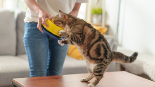 Cat jumping up at cat bowl in owner's hand