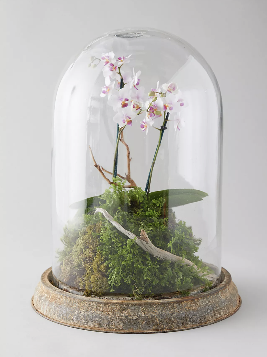 orchid in a cloche