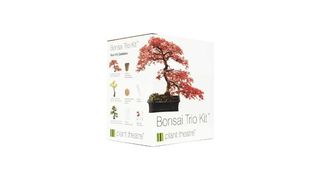best bonsai tree