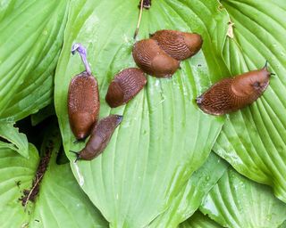 slugs eating hosta leaves