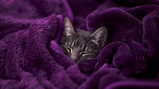 Cat sleeping in blanket