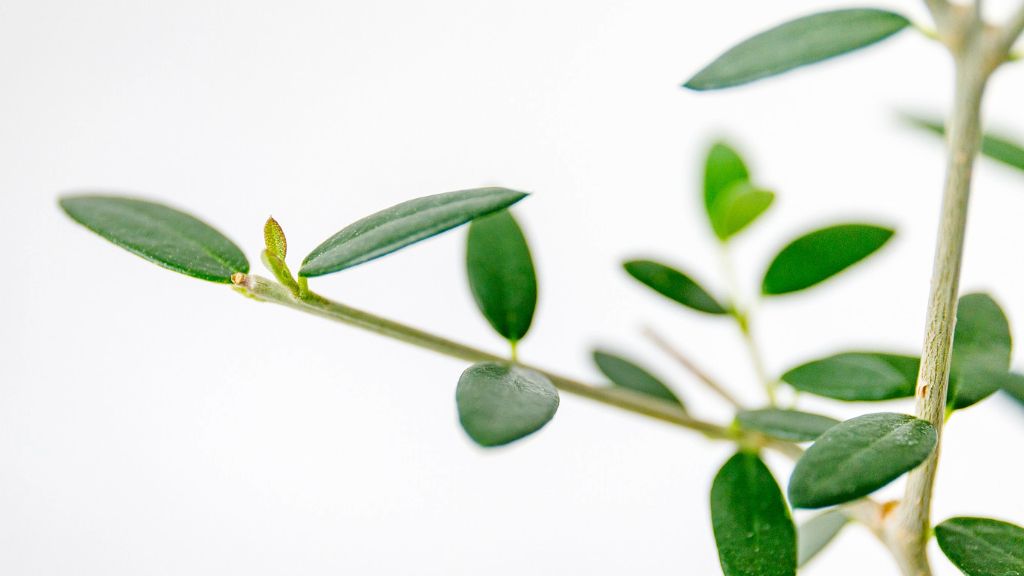 olive tree branches