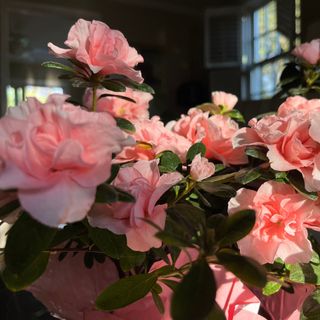 Closeup of pink indoor azalea flowers