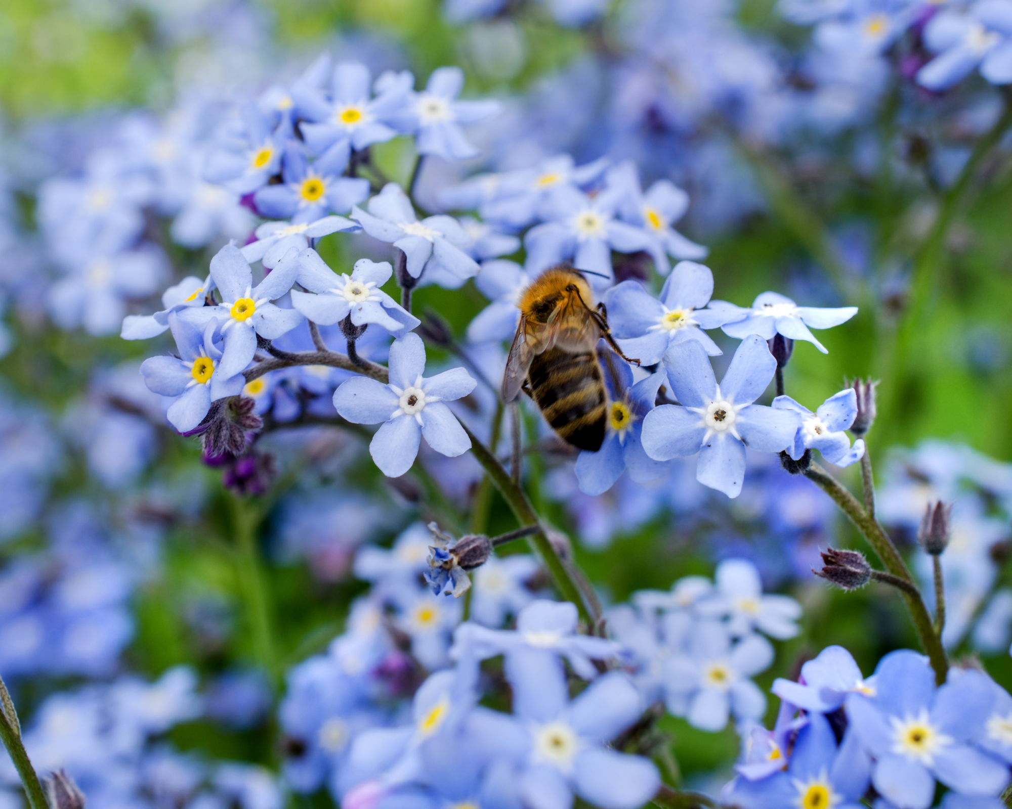 bee on forget-me-not flowers