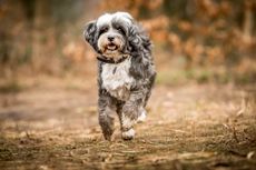 Jonnie Hearn and his Tibetan Terrier Skye