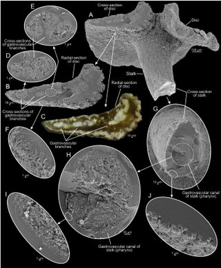 Dendrogramma enigmatica