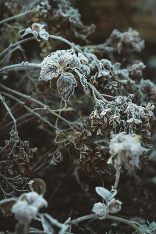 Hydrangeas under frost
