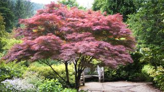 how to grow acers