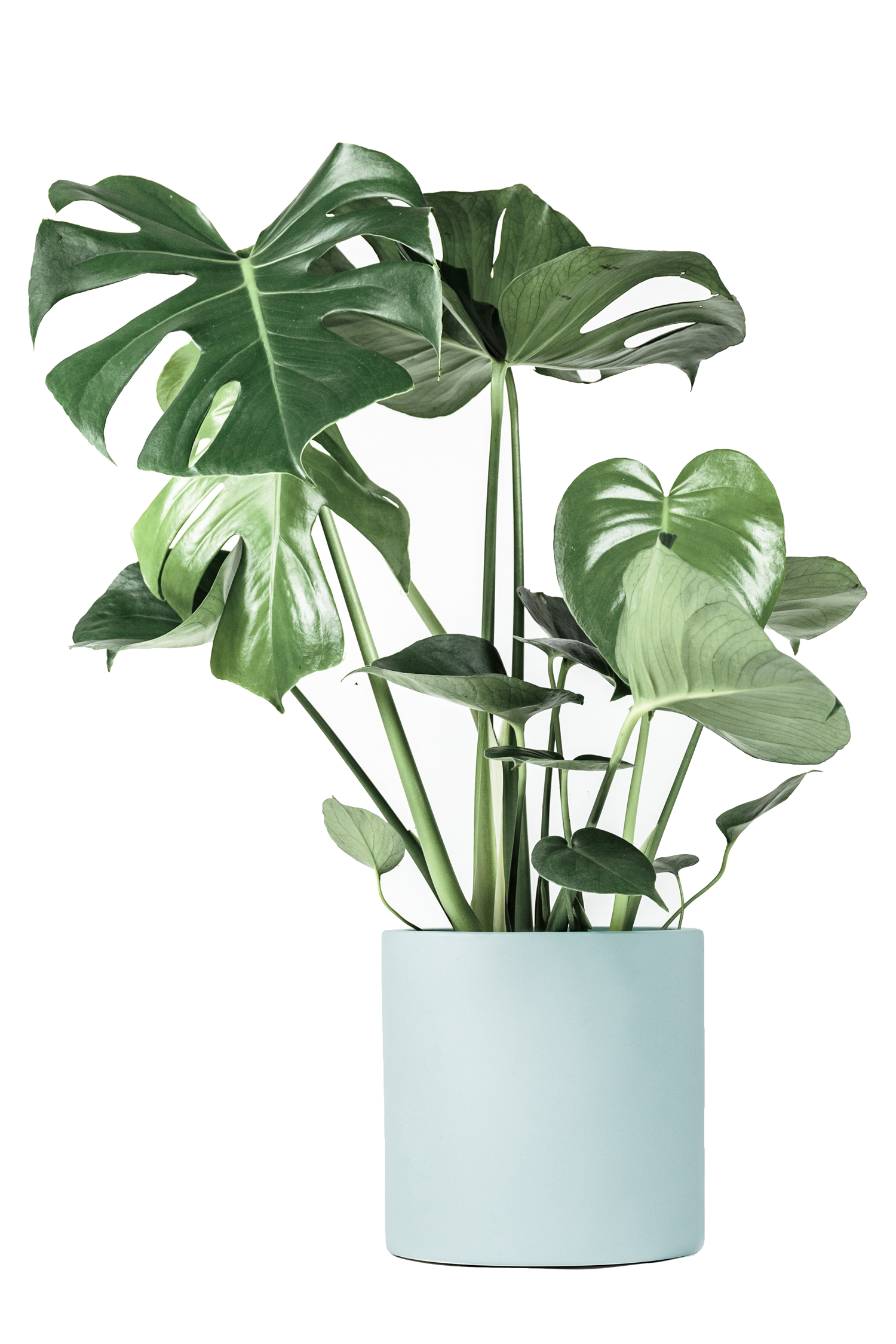 best house plants Livingetc