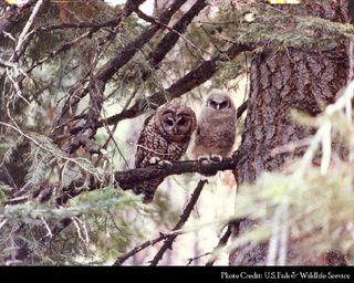 The northern spotted owl was championed by environmental groups who sought to see it protected.