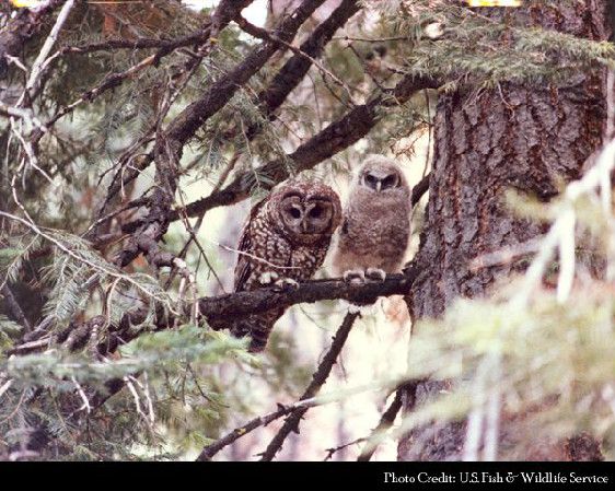 The northern spotted owl was championed by environmental groups who sought to see it protected. 