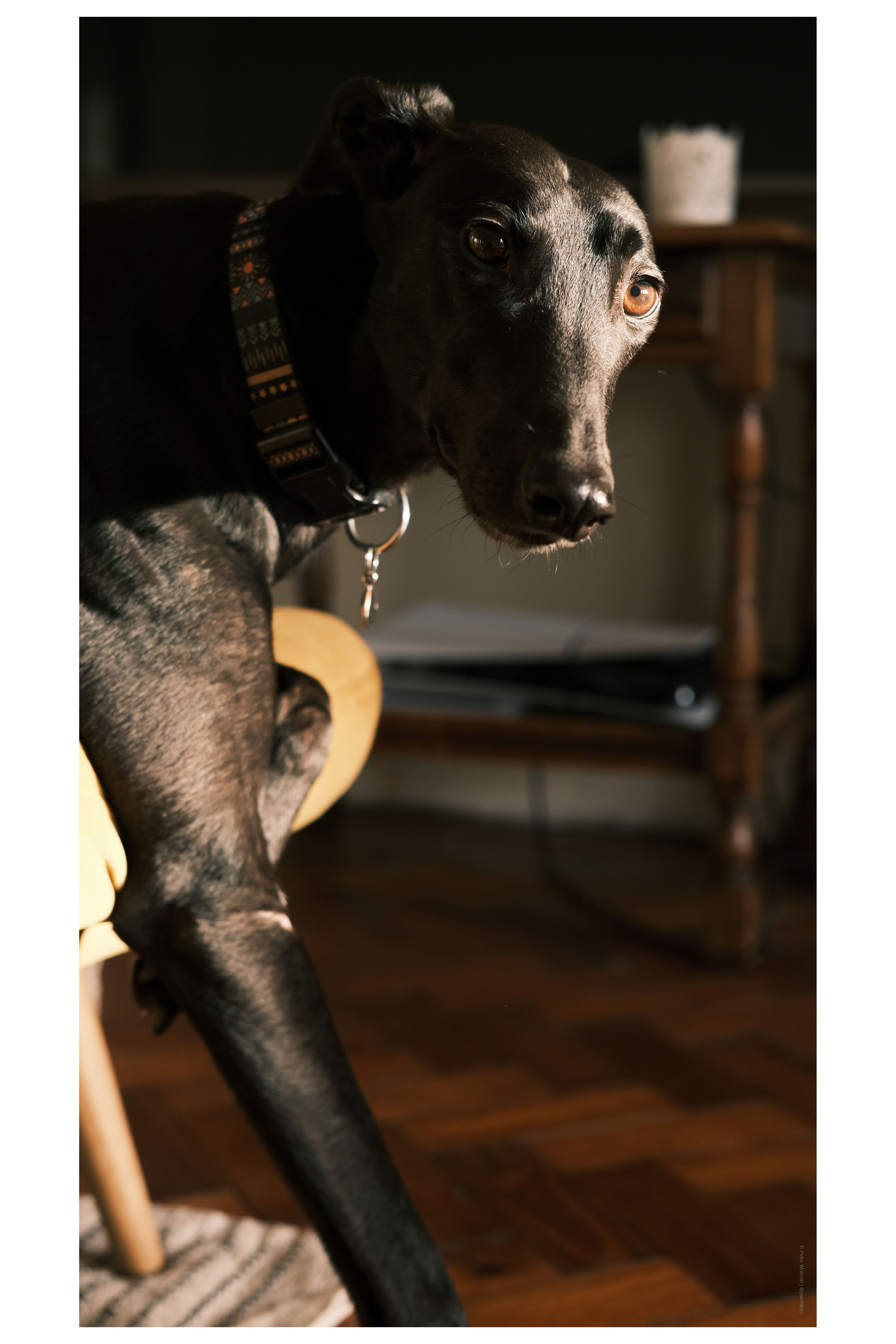 A photo of a greyhound shot on Fuji X-E4