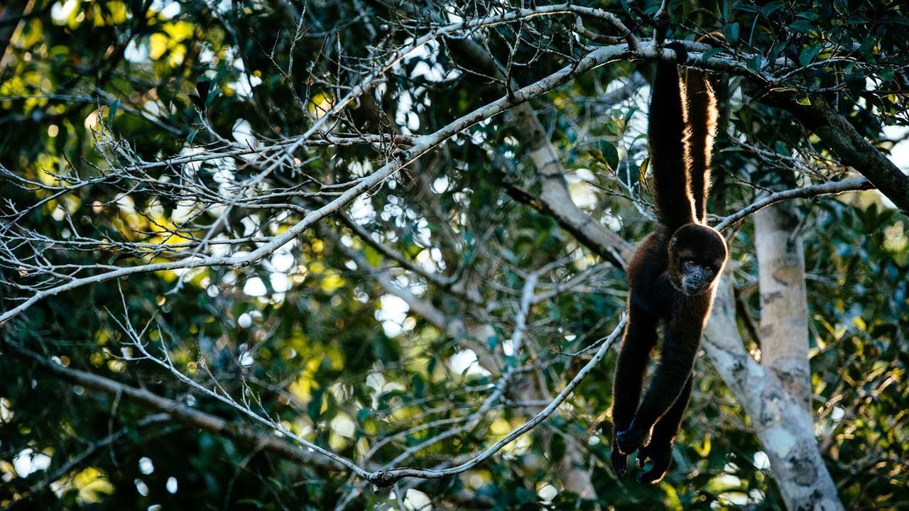 Aria Amazon, Peru cruises