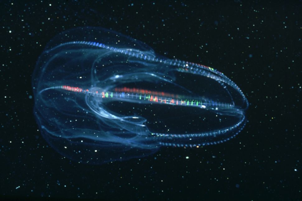 Sometimes This Comb Jelly Has An Anus. And Sometimes It Doesn't. Live