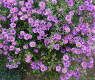 Many purple New England asters