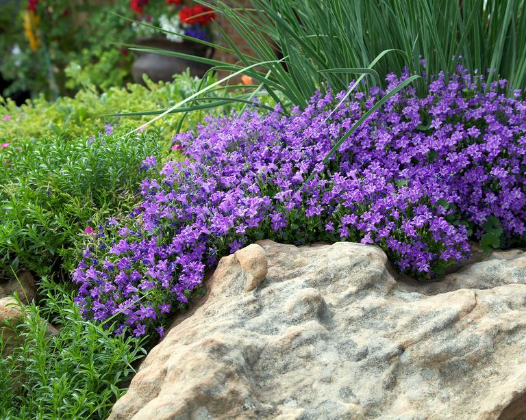 Campanula varieties: 15 top choices | Gardeningetc