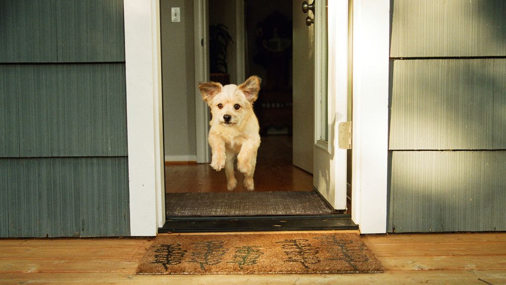 This one simple tip will stop your dog running out the door before
