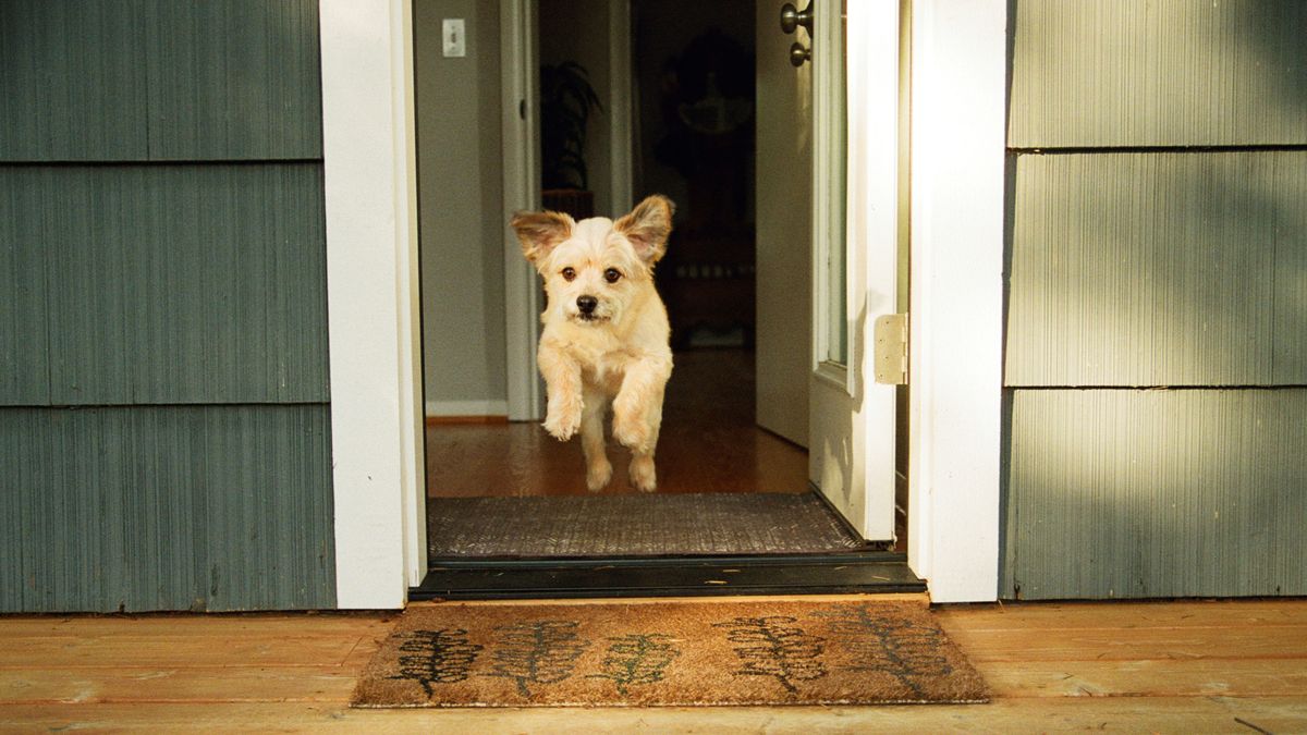 This one simple tip will stop your dog running out the door before