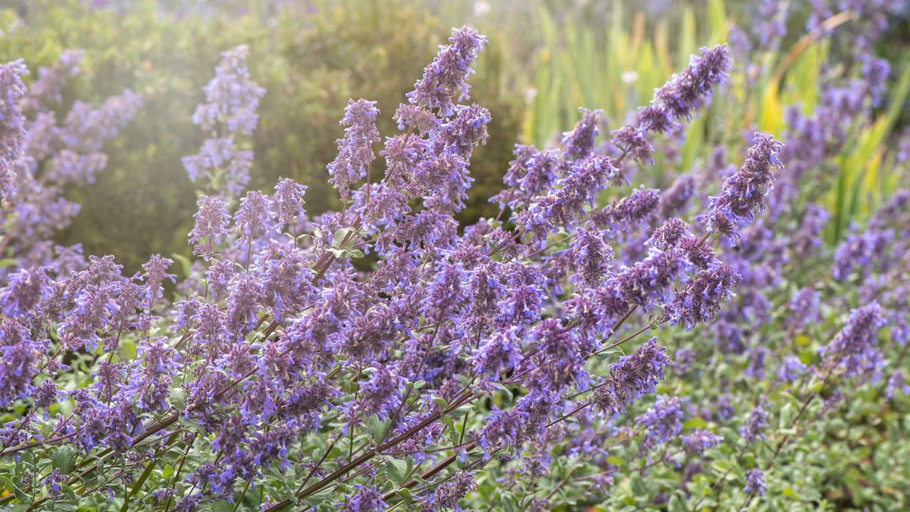 Purple blooms of nepeta, catmint