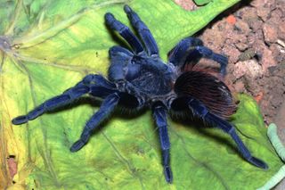 Breathtakingly beautiful, this iridescent hairy blue tarantula is the first new animal species from Brazil to be named on the top 10 list. Pterinopelma sazimai is not the first or only blue tarantula but truly spectacular and from "island" ecosystems on f