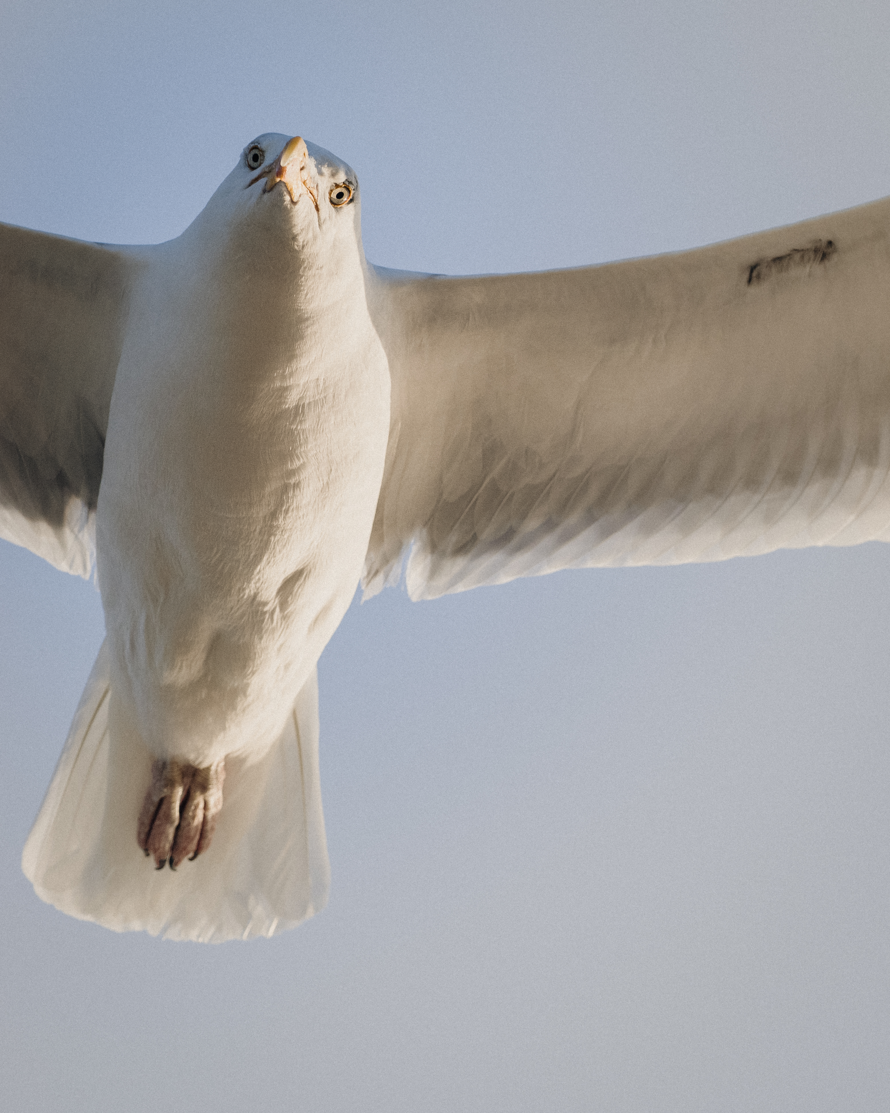 Herring gull