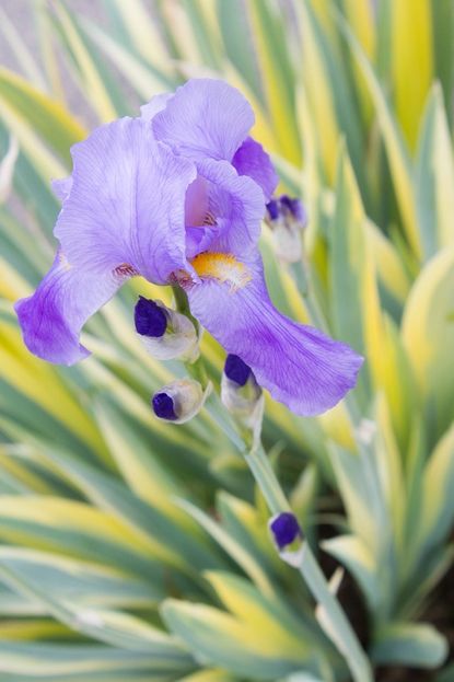 Sweet Iris Plant