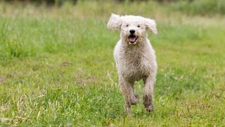 unusual dog breeds australian labradoodle